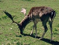 Damhirsch